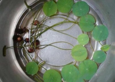 睡莲发芽环境 睡莲怎么发芽快