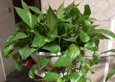 用什么浇绿萝长得茂盛 如何种植绿萝长得茂盛