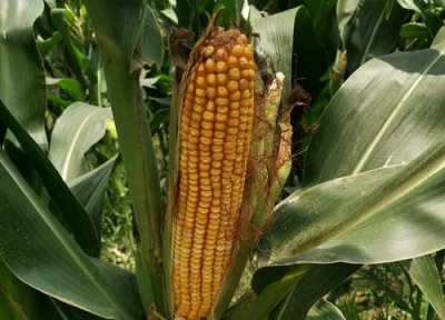 24行特大红轴玉米品种 2023年深马齿大穗型玉米种子