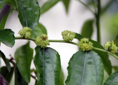 龙枣开花预兆 龙枣开花什么预兆