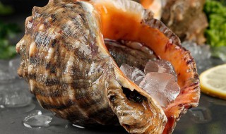 吃海螺的禁忌 海螺有什么食用禁忌