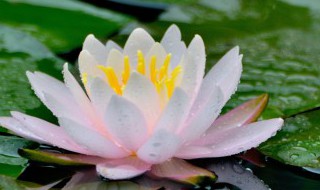 睡莲种植后的养护方法 睡莲种植后的养护有哪些方法