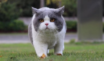 英短颜色有哪些 英短猫最常见的7种颜色盘点