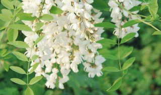 槐花怎么晒干 怎么晒槐花