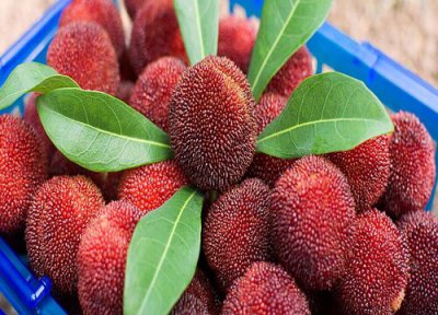 杨梅是热带水果吗 杨梅属于热带水果吗