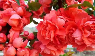 海棠花冬天种植可以吗 海棠花冬天在室外可以养吗