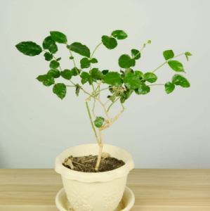 茉莉花什么时候修剪好 家里养茉莉花注意换盆和修剪时机