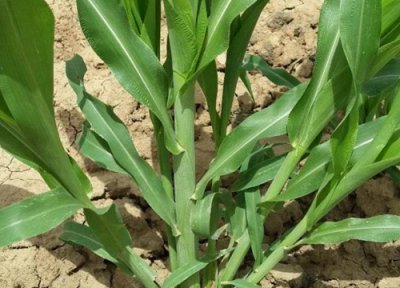 墨西哥玉米草是多年生还是一年生 种一次管几年