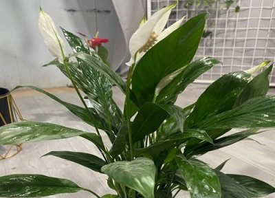 一帆风顺花价格 一帆风顺花多少钱一盆