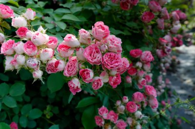 月季胭脂扣优缺点 入手多季开花藤本月季胭脂扣会后悔吗