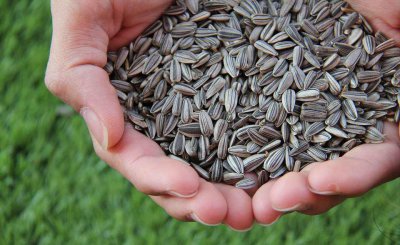 一把瓜子相当于几碗米饭 一把瓜子真的等于6碗米饭吗