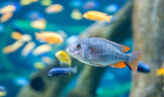 金鱼放鱼缸多久合适繁殖 金鱼放鱼缸多长时间繁殖