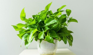 绿萝的种植方法和注意事项 绿萝如何种植