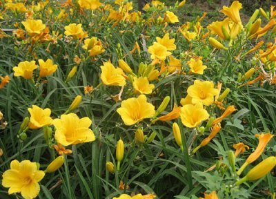 有什么花的花语是迷茫 花语代表迷茫的花