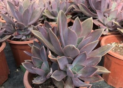 太妃糖多肉养殖 太妃糖多肉怎么养