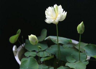 碗莲几月份种植 碗莲适合几月份种植