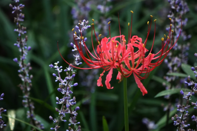世界上十大花语最悲伤的花 世界十大凄美之花花语