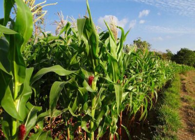 草莓玉米亩产量多少斤 草莓玉米种一亩多少棵