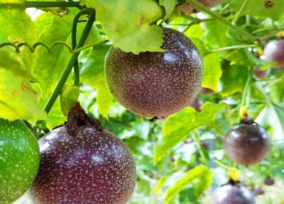 扦插百香果的快速生根方法 只需四步简单完成扦插成活高