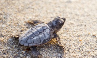 海龟喜欢吃什么食物 海龟爱吃的食物有哪些