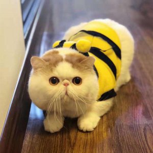 为什么不建议养加菲猫 加菲猫这几个缺点很遭人嫌弃