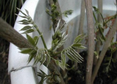 紫藤花室内可以养吗 适合在家里种植