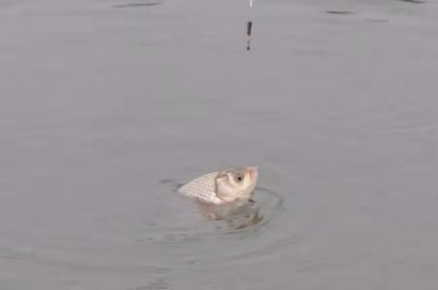 10斤左右的鲢鳙多大线组合适 5