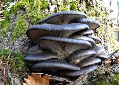 平菇和什么不能一起吃 平菇不可以和什么一起吃