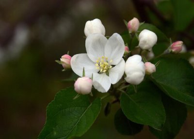 苹果树开花吗 开花了是什么样的