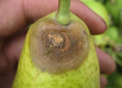 梨树炭疽病发病原因 梨树炭疽病的发病原因及治疗方法