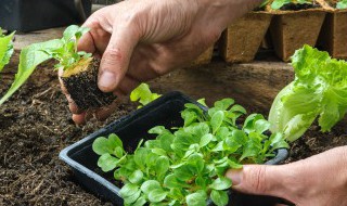 怎样种菜? 在家种菜和种植方法