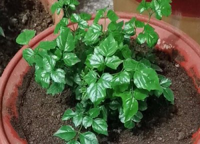 幸福树品种 幸福树哪个品种好