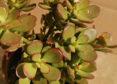 玉树怎么能养成老桩 怎么养玉树长成形态优美的老桩