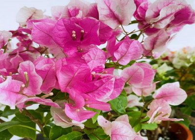 三角梅发新芽时怎么办 三角梅新芽低头是什么原因引起的