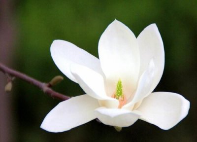 白玉兰的寓意象征是什么意思 白玉兰花代表的花语及意义