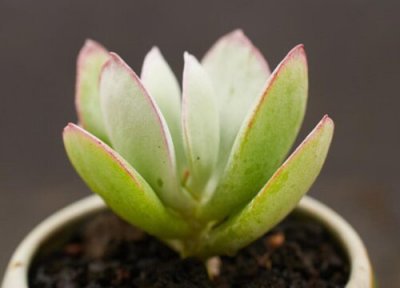 多肉植物需要经常晒太阳吗 多肉长时间不晒太阳会怎么样