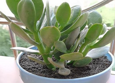 冬天难养的植物 冬季能养的植物