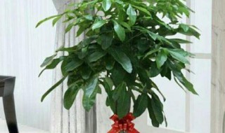 搬新家摆什么花好 搬新家摆哪些花好