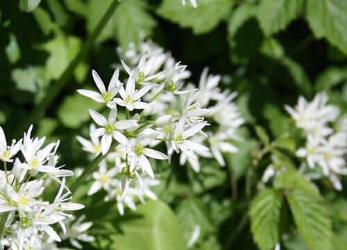 白芷是热性还是凉性