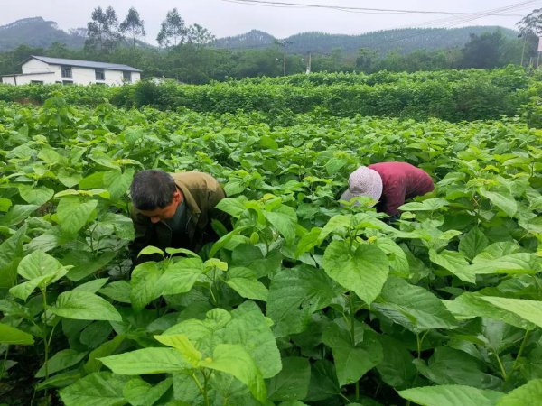 养蚕一年能赚多少钱
