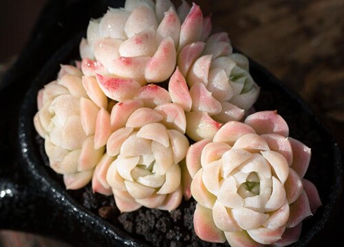 多肉淡雪怎么爆头