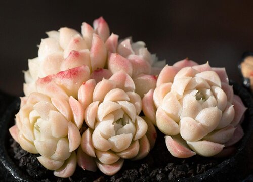 多肉淡雪怎么爆头