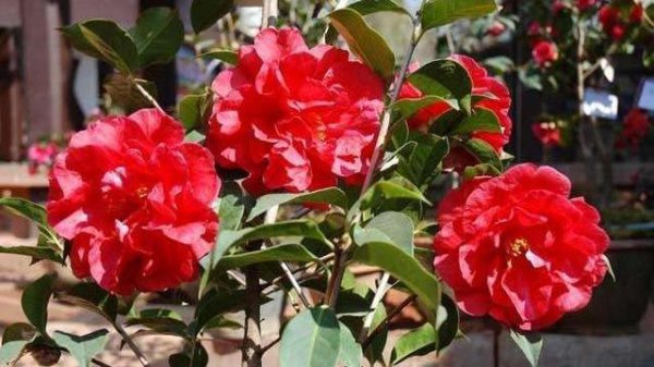 茶花叶尖枯焦是什么原因