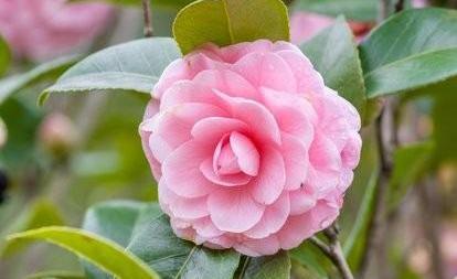 茶花叶尖枯焦是什么原因