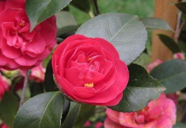 茶花叶尖枯焦是什么原因