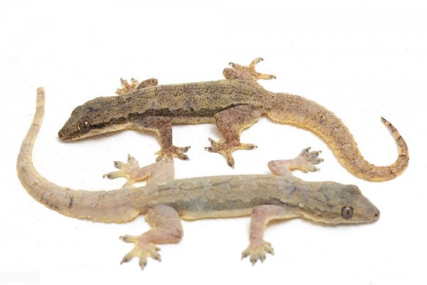 壁虎断尾是什么行为