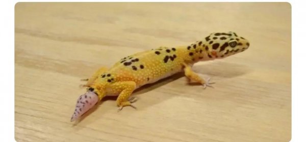 壁虎断尾是什么行为