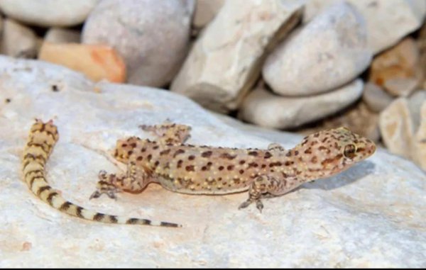 壁虎断尾是什么行为