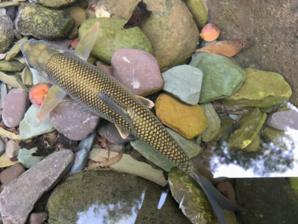 多鳞白甲鱼是什么鱼