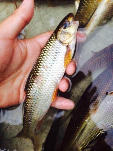 多鳞白甲鱼是什么鱼